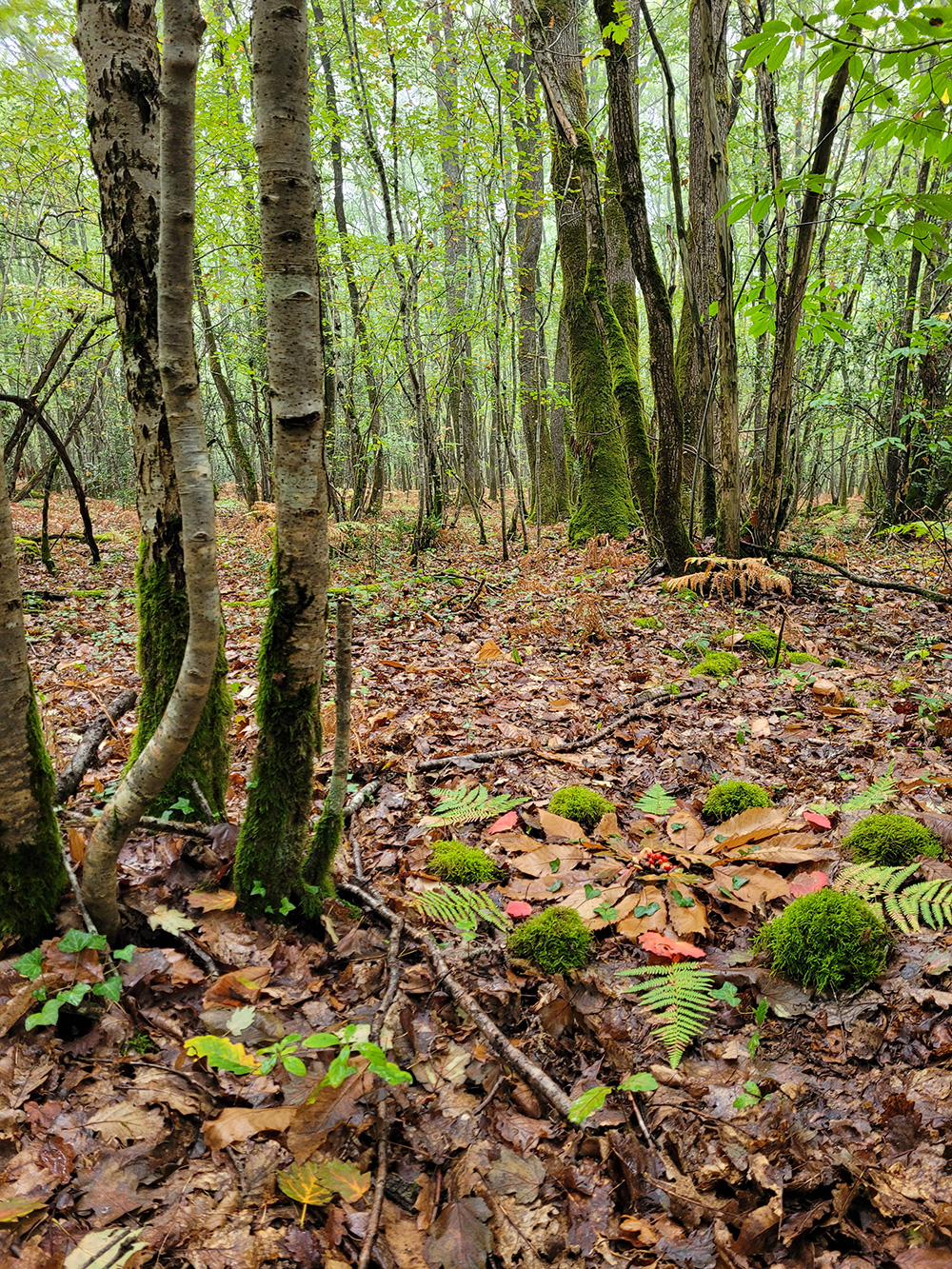 Ateliers - Sorties Nature - Marche consciente Sylvothérapie - Bain de Forêt en Charente